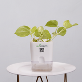 Money Plant Neon